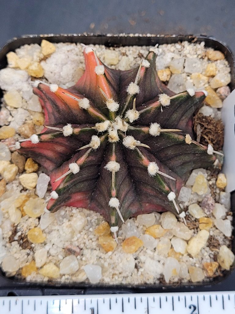 Gymnocalycium Mihanovichii Variegated Cactus Unique Light Orange Spots #5300 in 2.75" Pot - Image 2