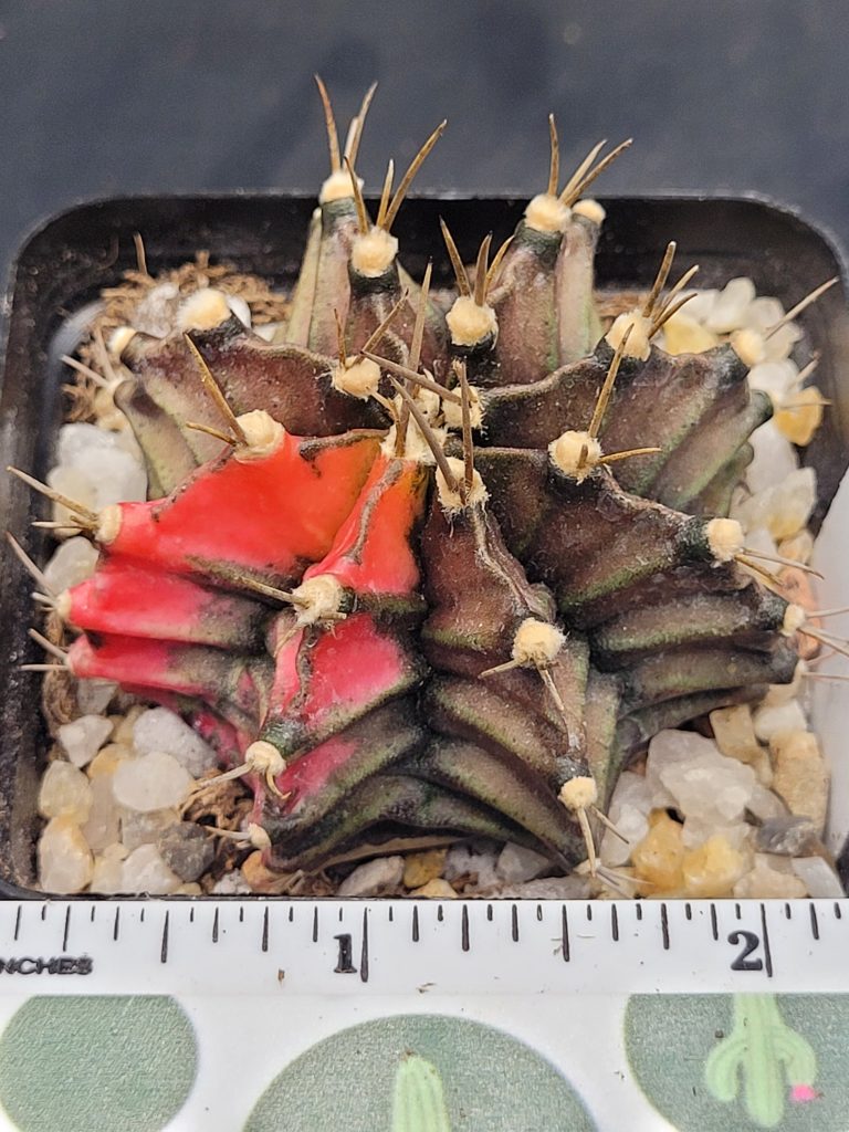 Gymnocalycium Mihanovichii Variegated Cactus Deep Dark Green Sunrise #5315 in 2.75" Pot - Image 2