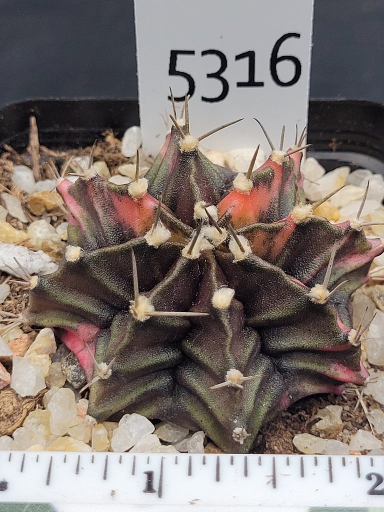 Gymnocalycium Mihanovichii Variegated Cactus Deep Green with Orange Tiger Strips #5316 in 2.75" Pot - Image 4