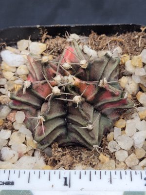 Gymnocalycium Mihanovichii Variegated Cactus Green Orange Surprise #5317 in 2.75" Pot