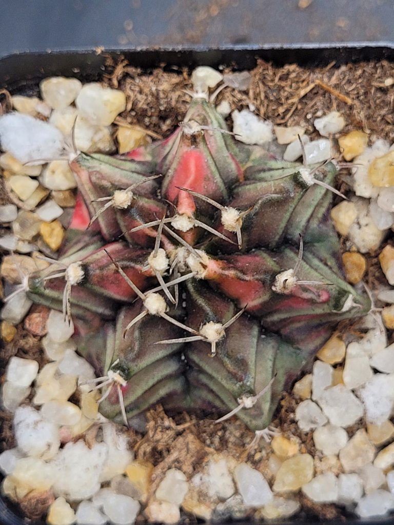 Gymnocalycium Mihanovichii Variegated Cactus Green Orange Surprise #5317 in 2.75" Pot - Image 3
