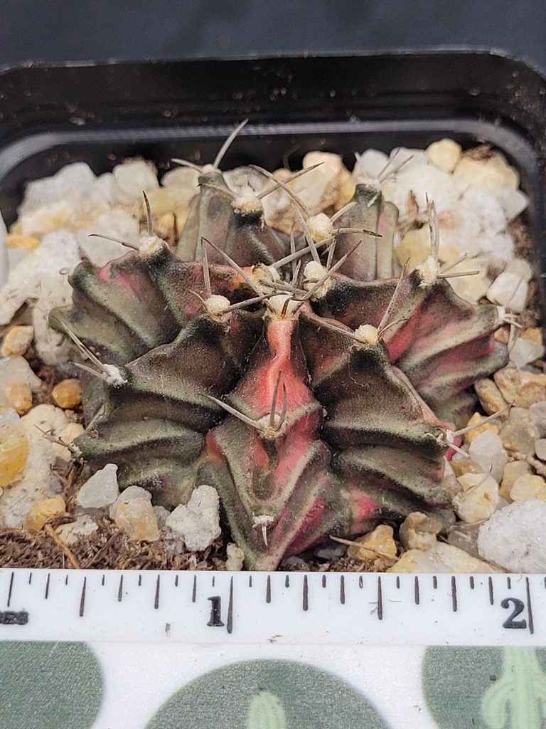Gymnocalycium Mihanovichii Variegated Cactus Green Orange Surprise #5317 in 2.75" Pot - Image 2
