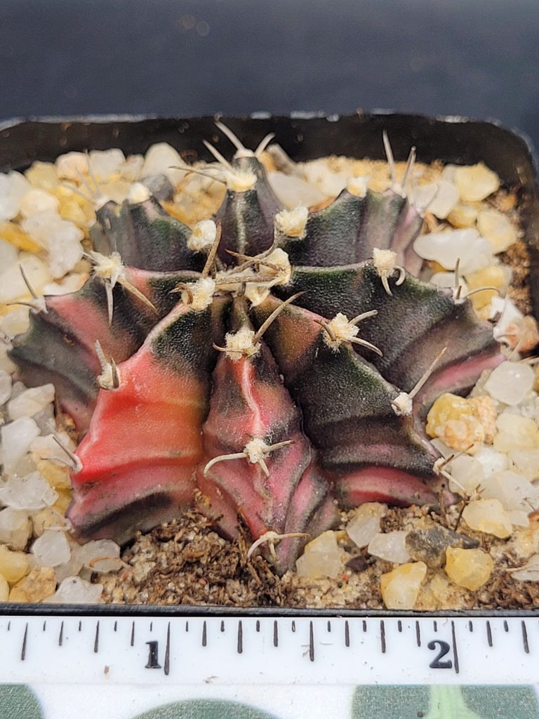 Gymnocalycium Mihanovichii Variegated Cactus Light Pink Sections on Deep Green #5321 in 2.75" Pot