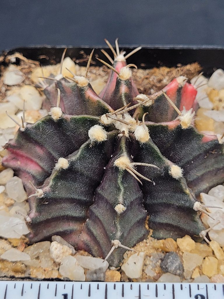 Gymnocalycium Mihanovichii Variegated Cactus Light Pink Sections on Deep Green #5321 in 2.75" Pot - Image 3