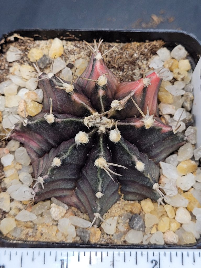 Gymnocalycium Mihanovichii Variegated Cactus Light Pink Sections on Deep Green #5321 in 2.75" Pot - Image 4