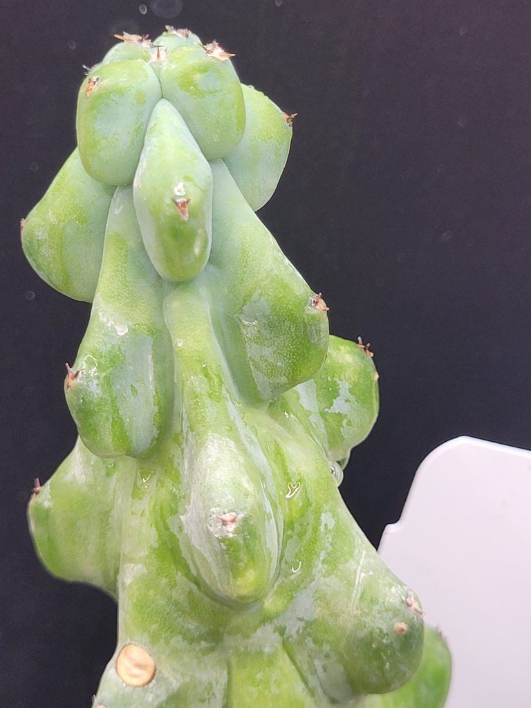 Myrtillocactus Geometrizans Boobie Cactus Tall Rooted 4+ Inches Cacti #5384 - Image 2
