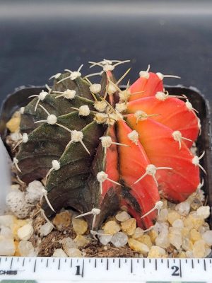 Gymnocalycium Mihanovichii Variegated Cactus Unique Bright Orange #5290 in 2.75" Pot