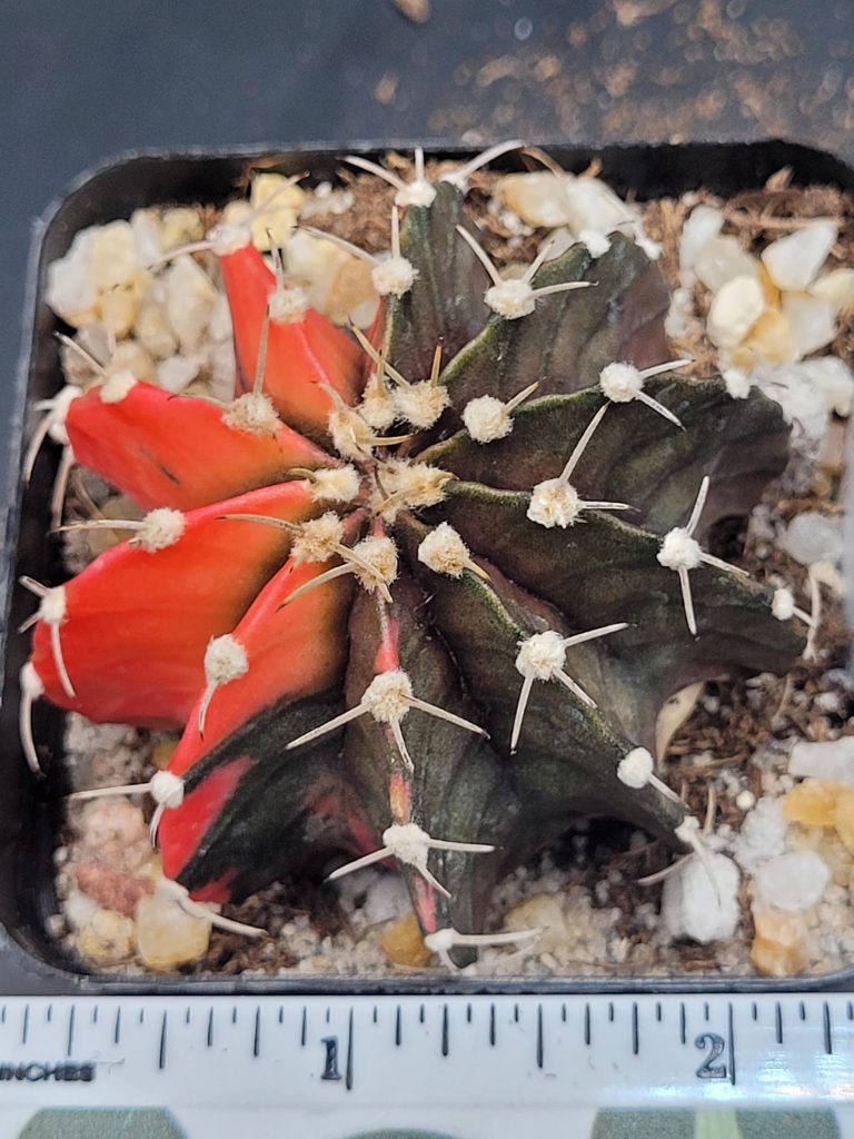 Gymnocalycium Mihanovichii Variegated Cactus Unique Bright Orange #5290 in 2.75" Pot - Image 3