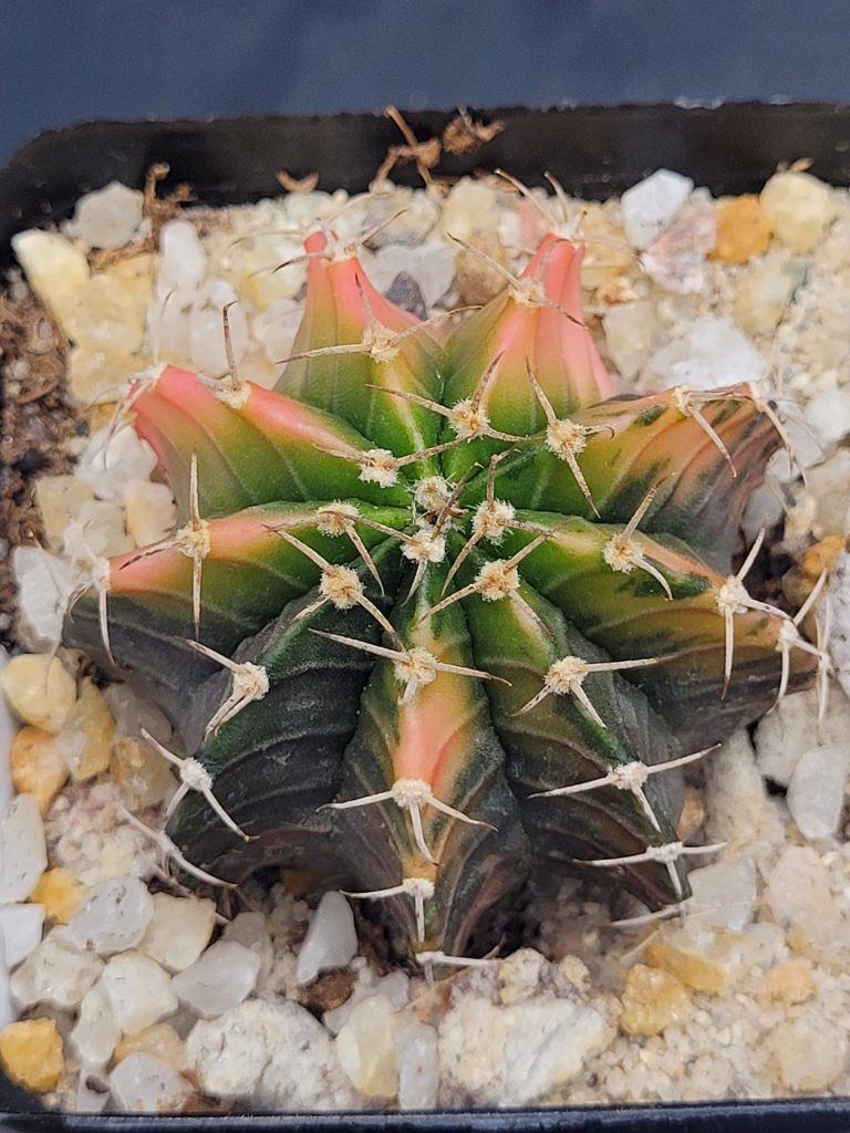 Gymnocalycium Mihanovichii Variegated Cactus Unique Apple Coloring #5293 in 2.75" Pot