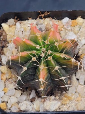 Gymnocalycium Mihanovichii Variegated Cactus Unique Apple Coloring #5293 in 2.75" Pot