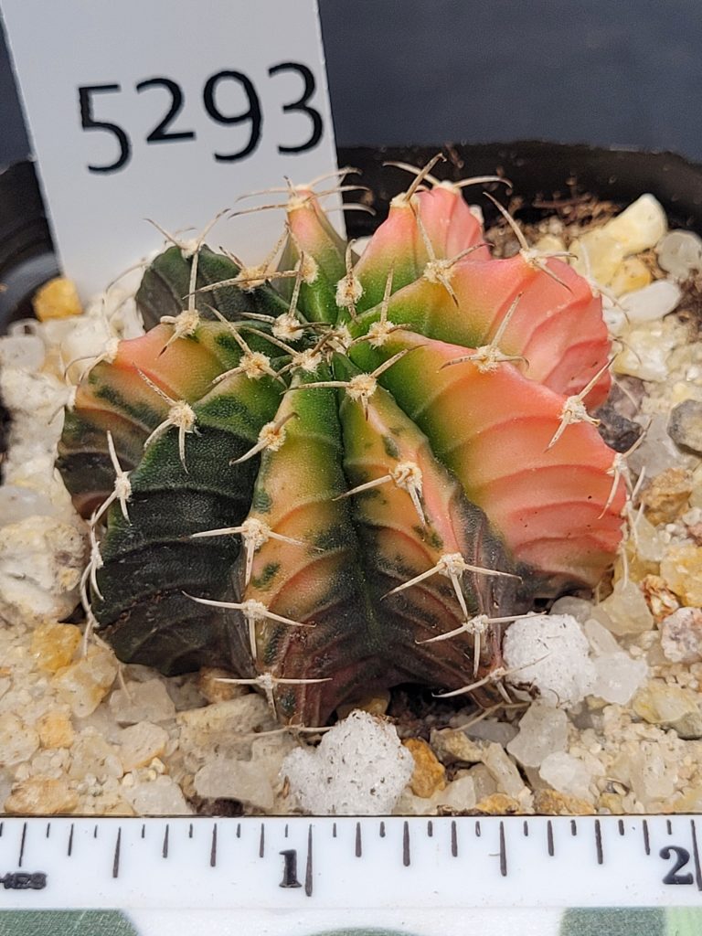 Gymnocalycium Mihanovichii Variegated Cactus Unique Apple Coloring #5293 in 2.75" Pot - Image 3