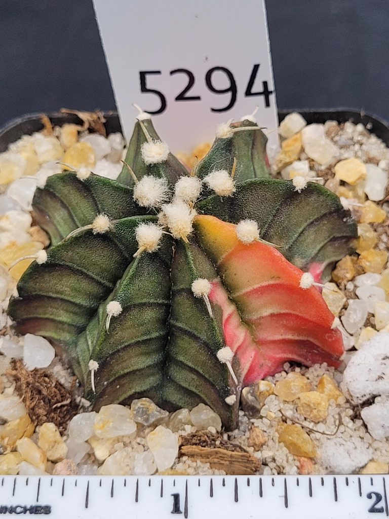 Gymnocalycium Mihanovichii Variegated Cactus Dark Green with Pink Ribs #5294 in 2.75" Pot - Image 2