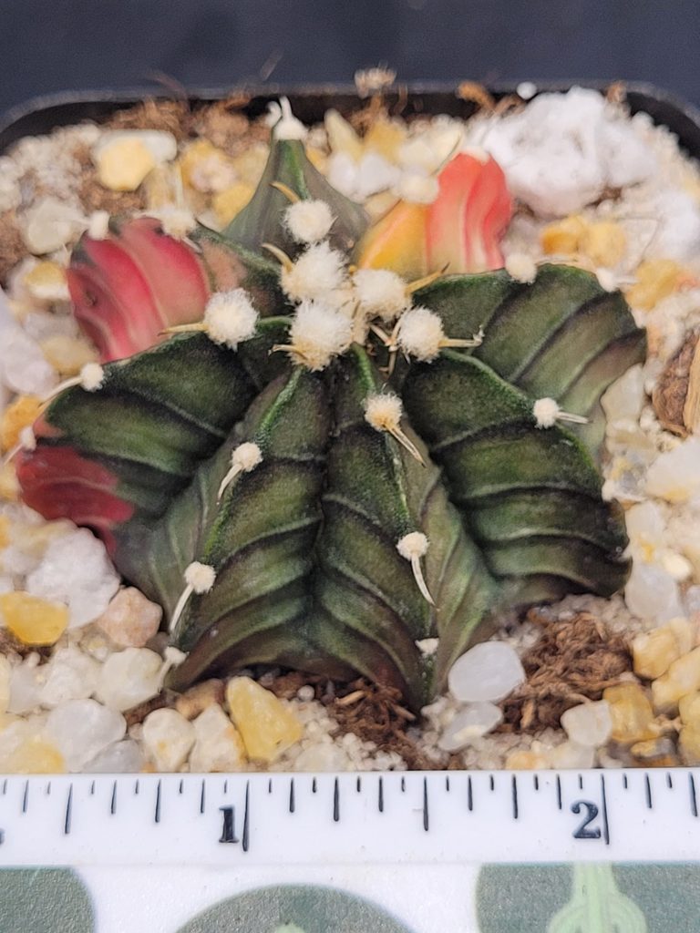 Gymnocalycium Mihanovichii Variegated Cactus Dark Green with Pink Ribs #5294 in 2.75" Pot - Image 3