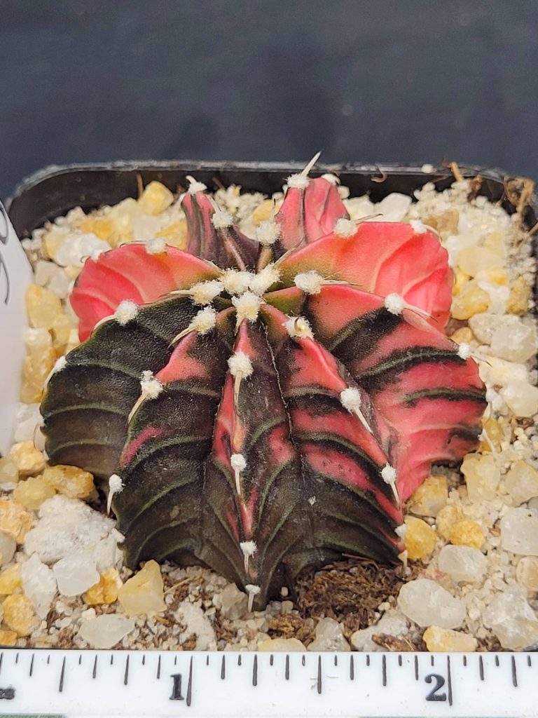 Gymnocalycium Mihanovichii Variegated Cactus Unique Pink and Green Chevrons #5296 in 2.75" Pot - Image 2