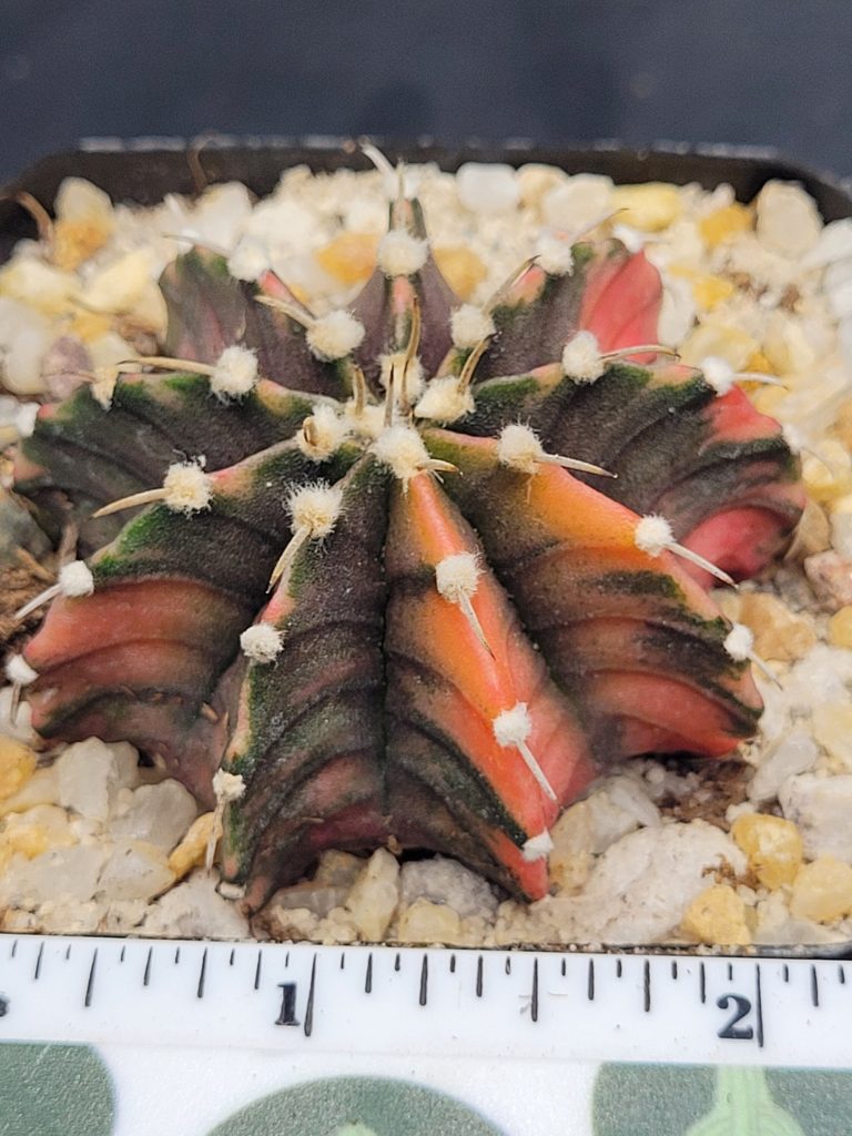 Gymnocalycium Mihanovichii Variegated Cactus Unique Light Orange Spots #5300 in 2.75" Pot