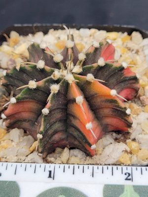 Gymnocalycium Mihanovichii Variegated Cactus Unique Light Orange Spots #5300 in 2.75" Pot