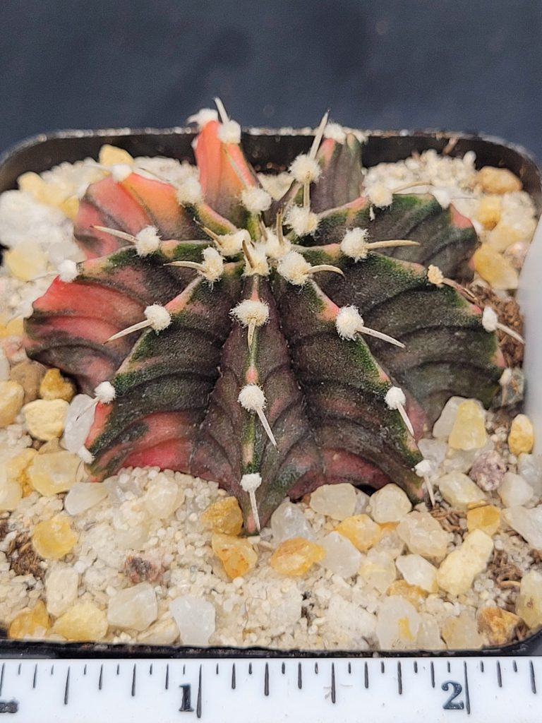 Gymnocalycium Mihanovichii Variegated Cactus Unique Light Orange Spots #5300 in 2.75" Pot - Image 4