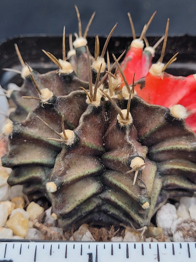 Gymnocalycium Mihanovichii Variegated Cactus Deep Dark Green Sunrise #5315 in 2.75" Pot