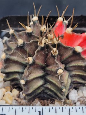 Gymnocalycium Mihanovichii Variegated Cactus Deep Dark Green Sunrise #5315 in 2.75" Pot