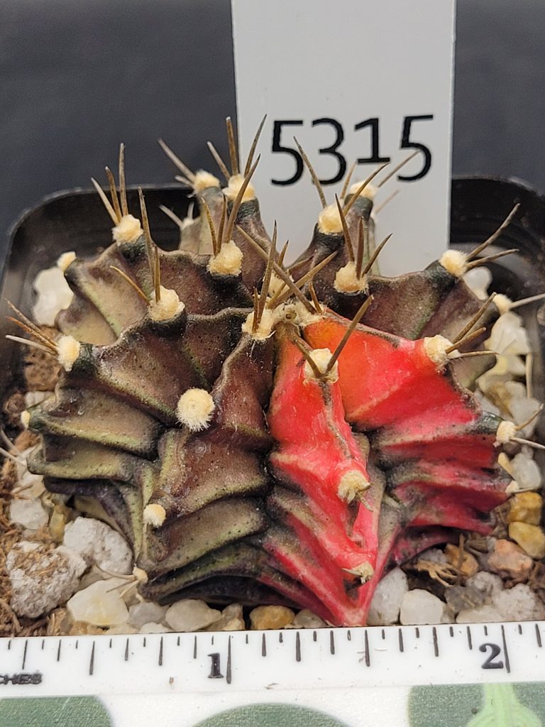 Gymnocalycium Mihanovichii Variegated Cactus Deep Dark Green Sunrise #5315 in 2.75" Pot - Image 3