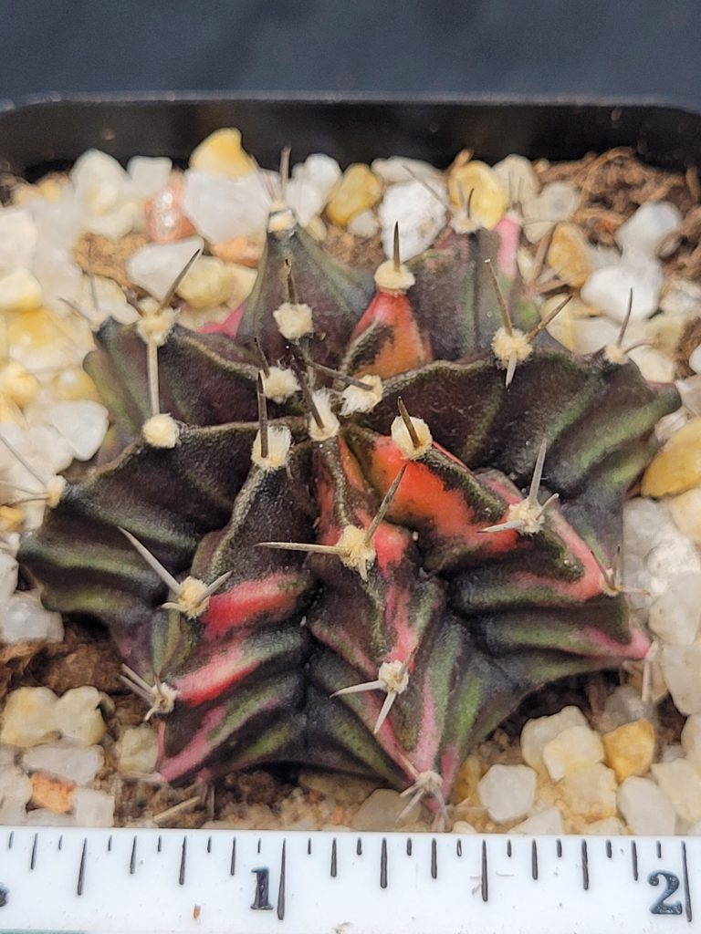Gymnocalycium Mihanovichii Variegated Cactus Deep Green with Orange Tiger Strips #5316 in 2.75" Pot