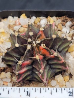 Gymnocalycium Mihanovichii Variegated Cactus Deep Green with Orange Tiger Strips #5316 in 2.75" Pot