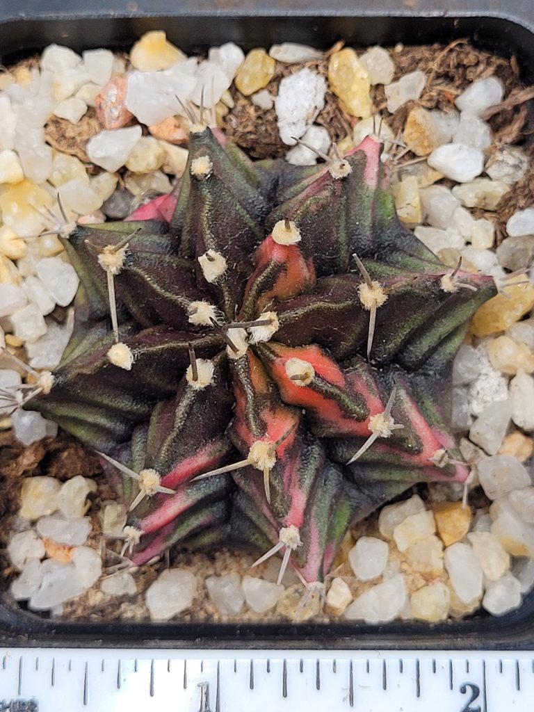 Gymnocalycium Mihanovichii Variegated Cactus Deep Green with Orange Tiger Strips #5316 in 2.75" Pot - Image 2