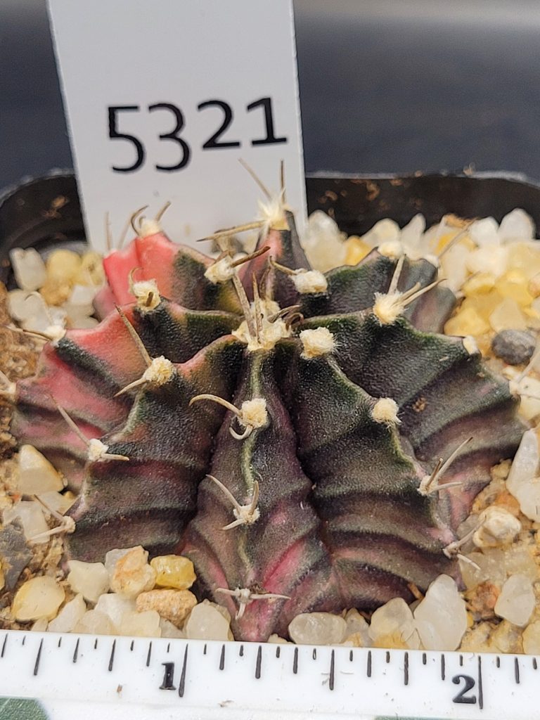 Gymnocalycium Mihanovichii Variegated Cactus Light Pink Sections on Deep Green #5321 in 2.75" Pot - Image 2