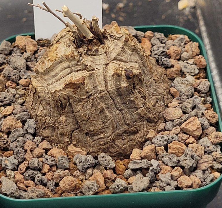 Care Guide for Dioscorea Elephantipes