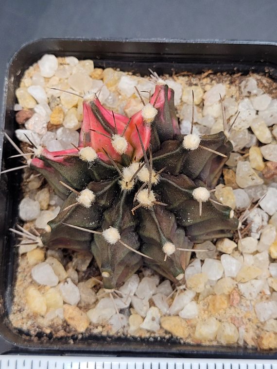 Gymnocalycium Mihanovichii Variegated Cactus Deep Green And Red #5326 in 2.75" Pot - Image 4