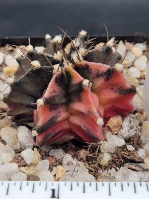 Gymnocalycium Mihanovichii Variegated Cactus Pretty Pink with Dark Green Spots #5327 in 2.75" Pot