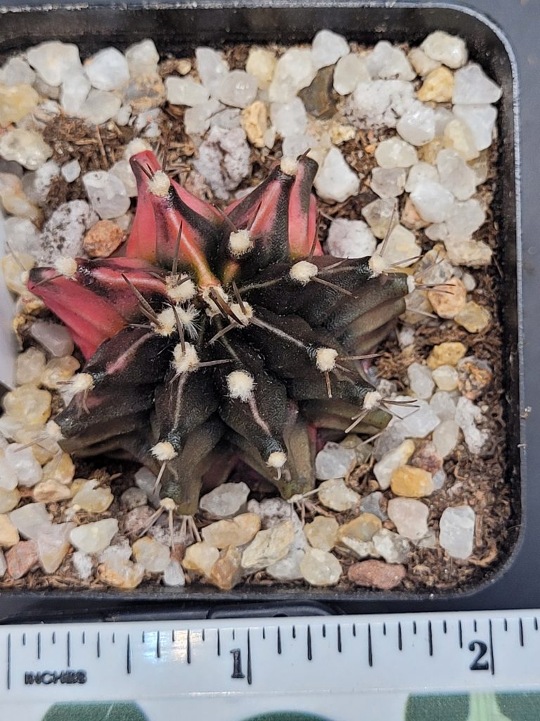 Gymnocalycium Mihanovichii Variegated Cactus Pretty Pink with Dark Green Spots #5327 in 2.75" Pot - Image 2