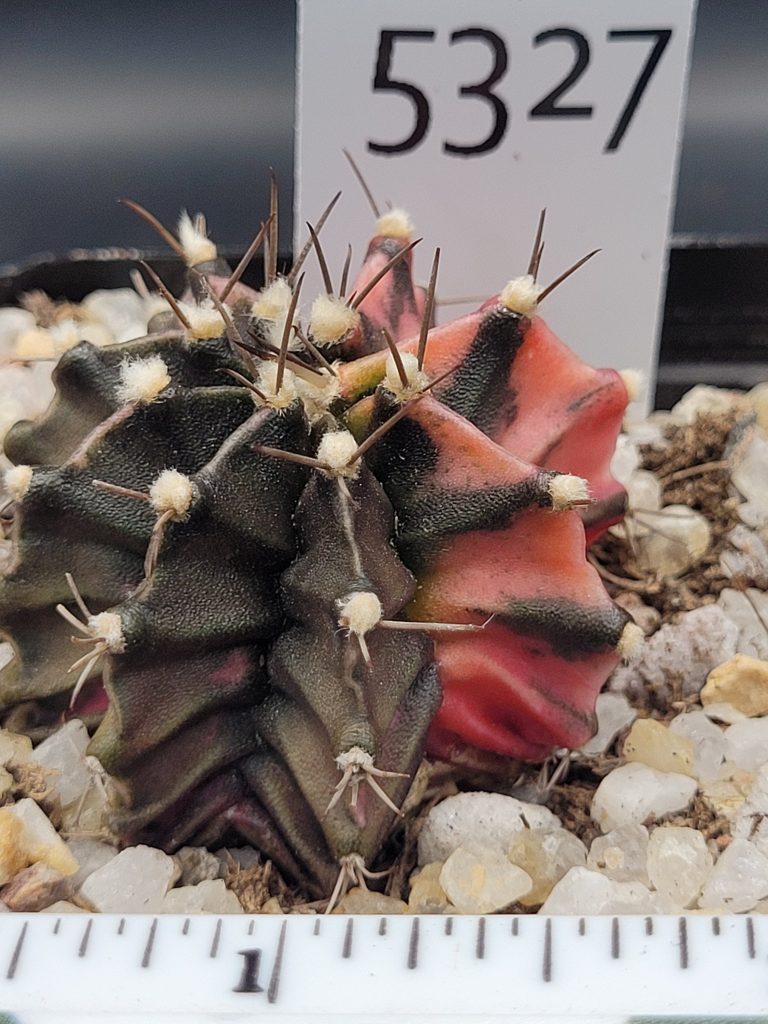 Gymnocalycium Mihanovichii Variegated Cactus Pretty Pink with Dark Green Spots #5327 in 2.75" Pot - Image 3