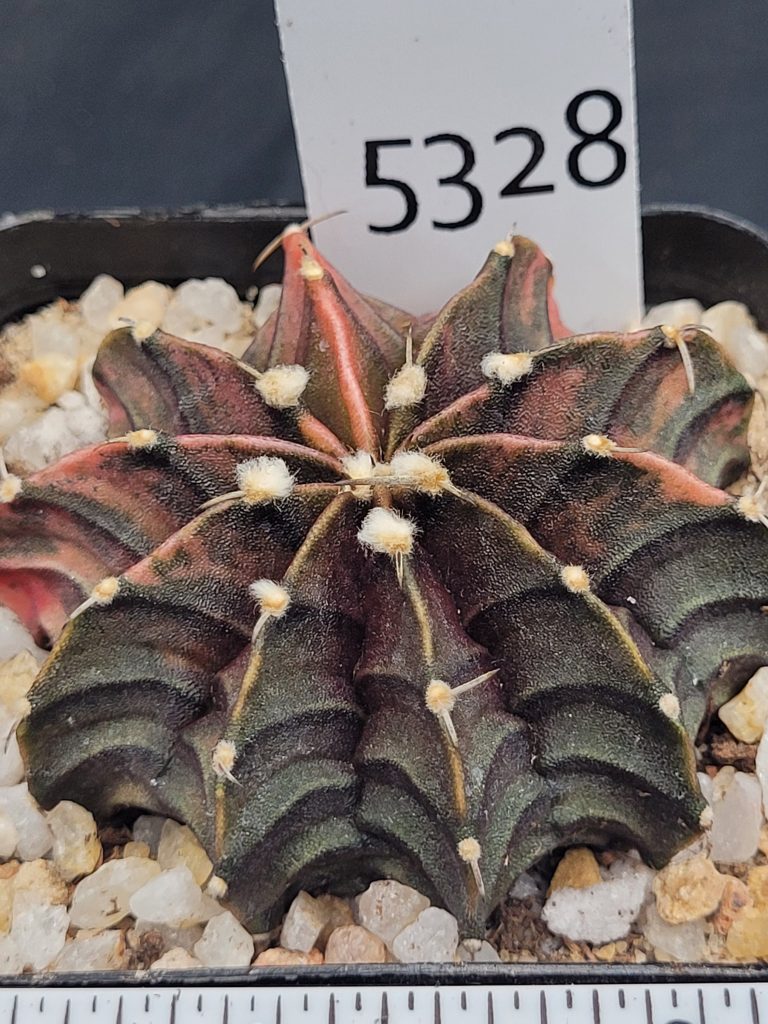 Gymnocalycium Mihanovichii Variegated Cactus Deep Green With Bright Orange Ribs #5328 in 2.75" Pot - Image 2