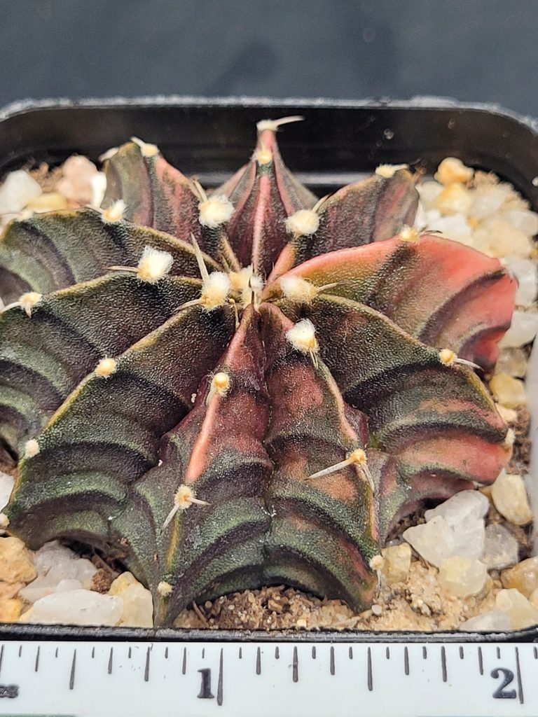Gymnocalycium Mihanovichii Variegated Cactus Deep Green With Bright Orange Ribs #5328 in 2.75" Pot - Image 4