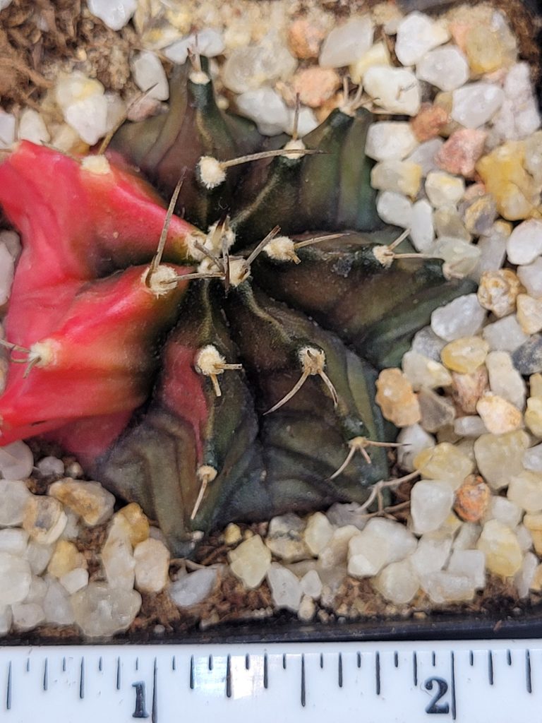 Gymnocalycium Mihanovichii Variegated Cactus Pink Pie Slice #5340 in 2.75" Pot - Image 2