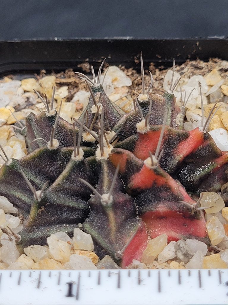Gymnocalycium Mihanovichii Variegated Cactus Deep Dark Purple And Bright Pink #5342 in 2.75" Pot - Image 2