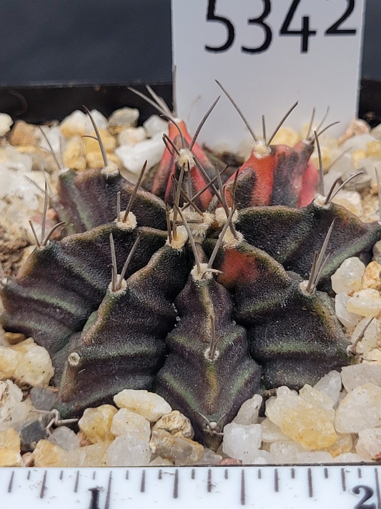 Gymnocalycium Mihanovichii Variegated Cactus Deep Dark Purple And Bright Pink #5342 in 2.75" Pot - Image 3