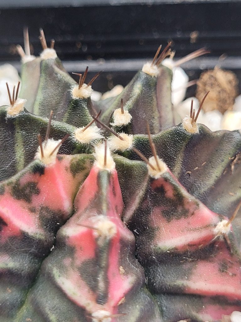 Gymnocalycium Mihanovichii Variegated Cactus Unique Green With Pink Chevrons #5343 in 2.75" Pot - Image 2