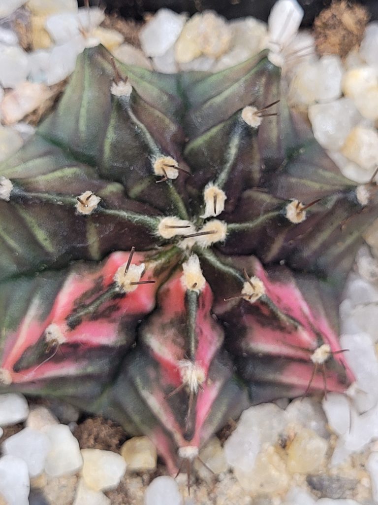 Gymnocalycium Mihanovichii Variegated Cactus Unique Green With Pink Chevrons #5343 in 2.75" Pot - Image 4