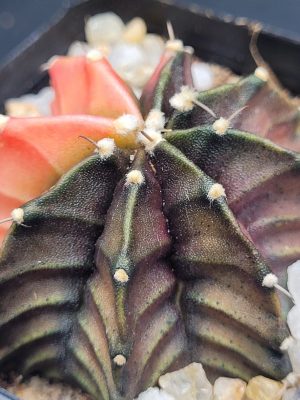 Gymnocalycium Mihanovichii Variegated Cactus Bright Orange With Beautiful Purple Undertone #5344 in 2.75" Pot