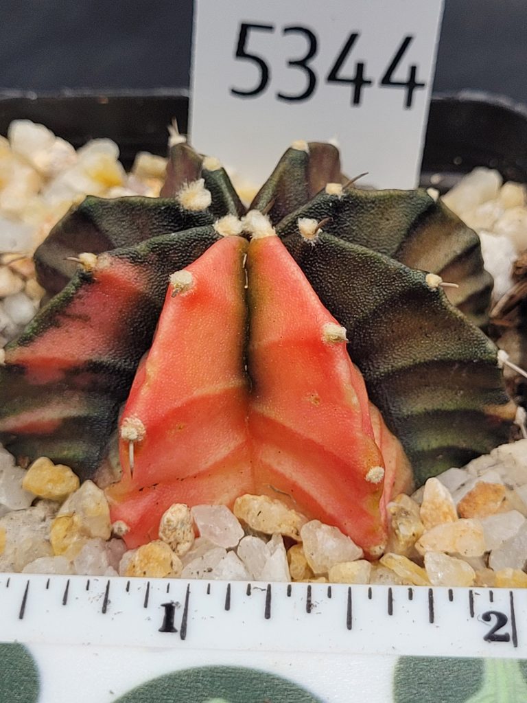 Gymnocalycium Mihanovichii Variegated Cactus Bright Orange With Beautiful Purple Undertone #5344 in 2.75" Pot - Image 3