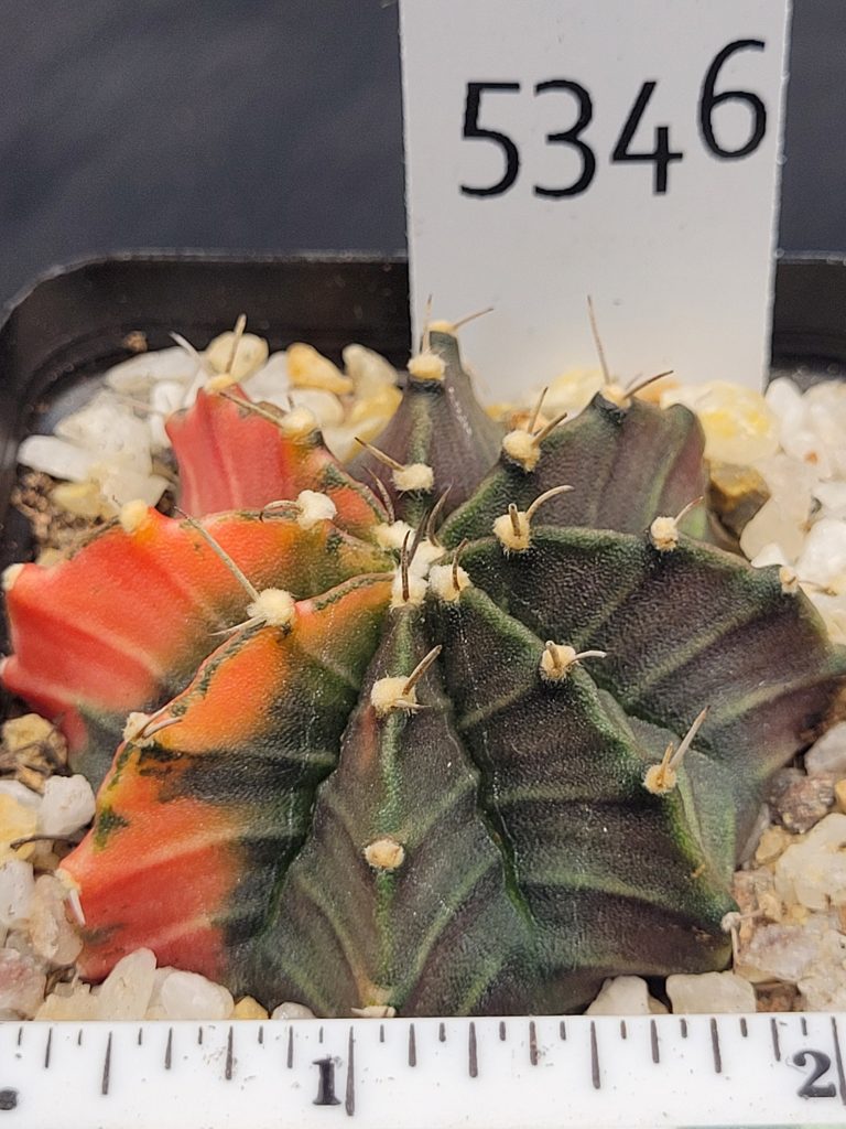 Gymnocalycium Mihanovichii Variegated Green Cactus With 3 Tangerine Slices #5346 in 2.75" Pot - Image 3