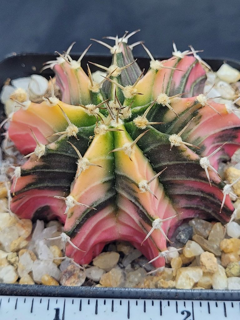 Gymnocalycium Mihanovichii Variegated Unique Multicolored cactus #5443 in 2.75" Pot