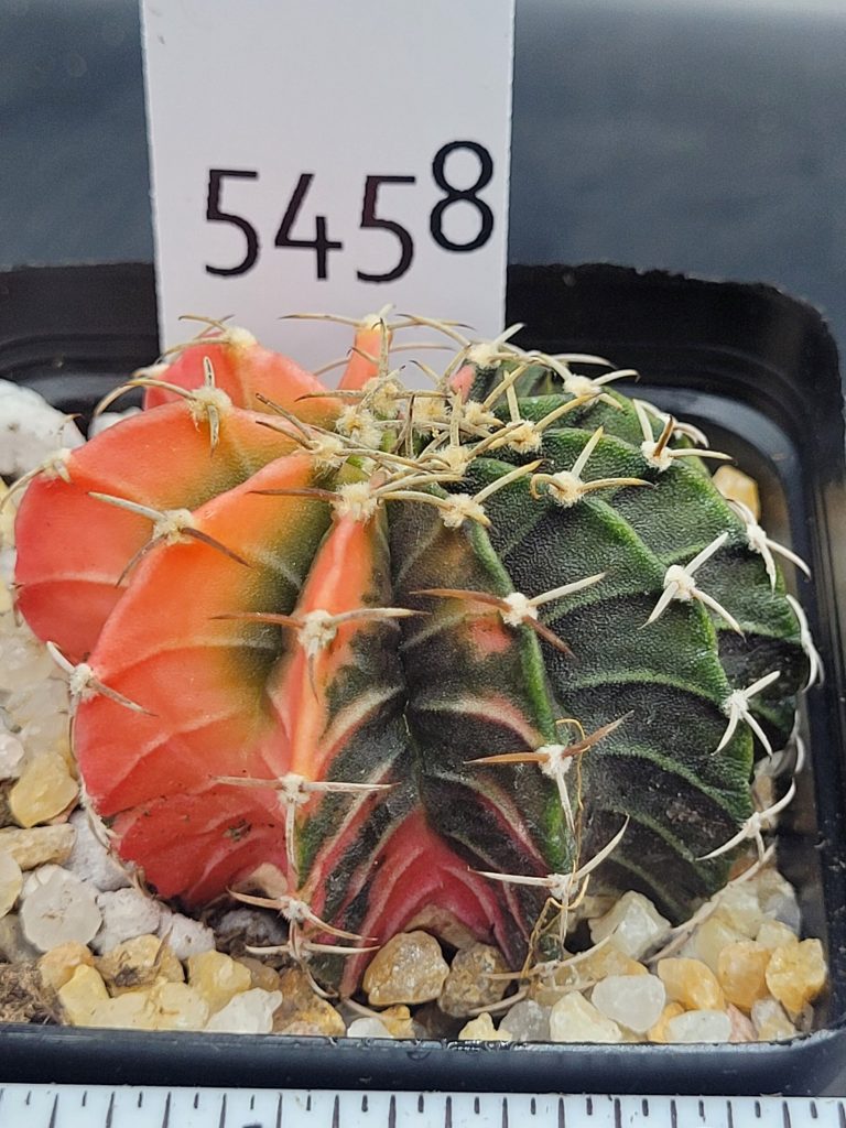 Gymnocalycium Mihanovichii Variegated Half And Half Orange Pie #5458 in 2.75" Pot - Image 2