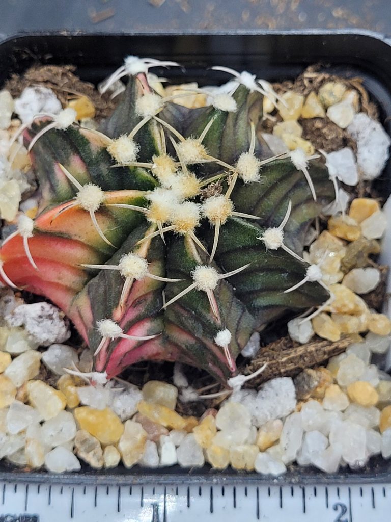 Gymnocalycium Mihanovichii Variegated Cactus Low Sunset Fire #5457 in 2.75" Pot - Image 2