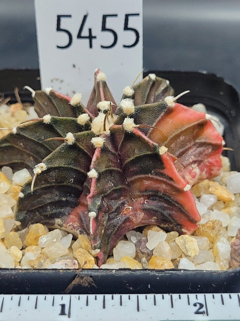 Gymnocalycium Mihanovichii Variegated Cactus Deep Purple With Large White Tuffs #5455 in 2.75" Pot - Image 2