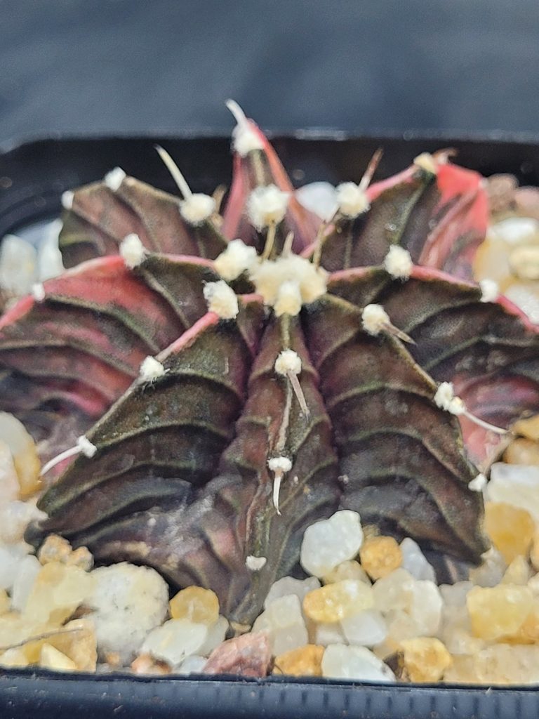 Gymnocalycium Mihanovichii Variegated Cactus Deep Purple With Large White Tuffs #5455 in 2.75" Pot - Image 4