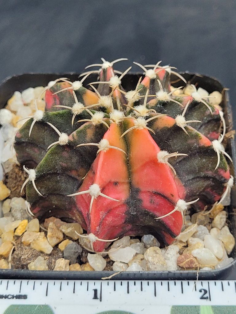 Gymnocalycium Mihanovichii Variegated Cactus Green And Orange With Beautiful White Spikes #5440 in 2.75" Pot - Image 3