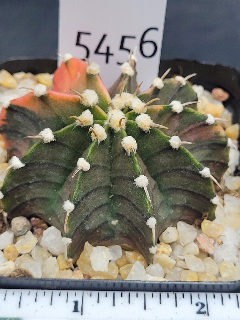 Gymnocalycium Mihanovichii Variegated Cactus Green And Slight Pinking With Large Tuffs #5456 in 2.75" Pot - Image 4